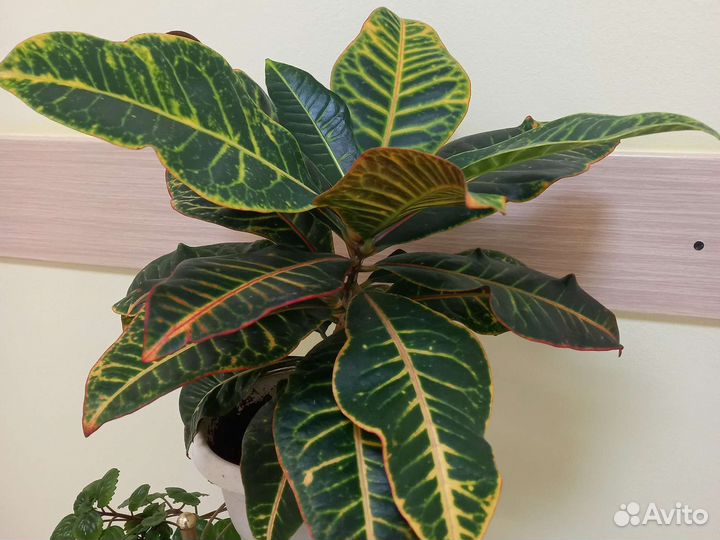 Кротон Петра