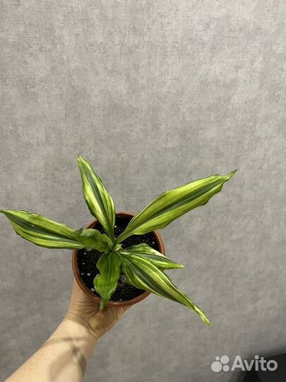 Драцена Yellow Coast (Еллоу Коаст)