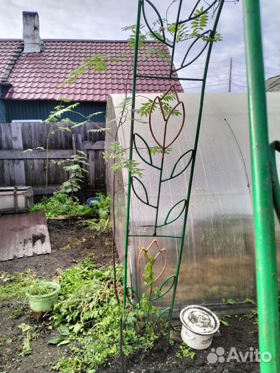 Продам рябину