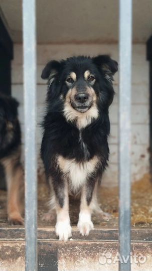 Собака ищет друга