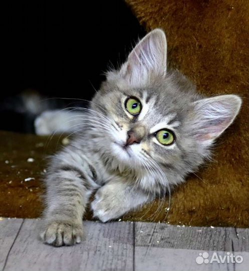 Котёнок, котята ищут семью, в добрые руки