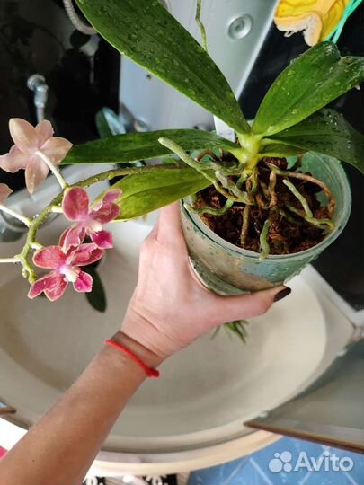 Орхидея фаленопсис бабочка