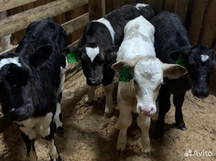 Бычки телочки