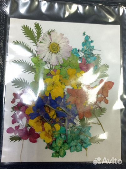 Сухоцветы плоские