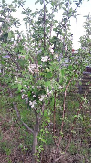 Участок 6,4 сот. (ИЖС)