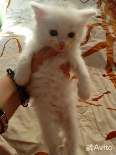 Котята турецкой ангоры