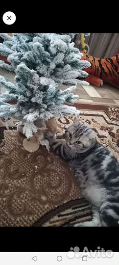 Шотландский кот вязка