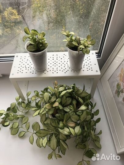 Хойя хешкелиана