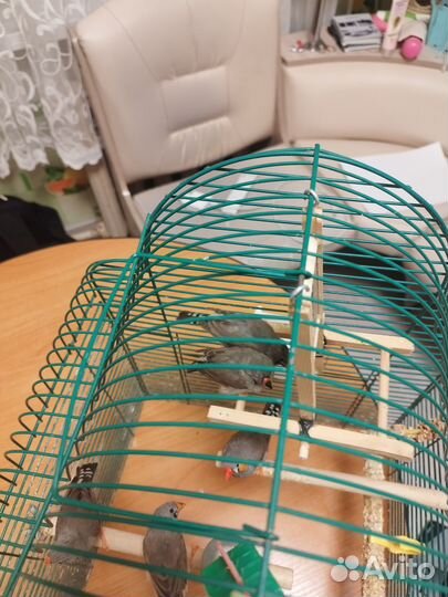 Зебровые амадины