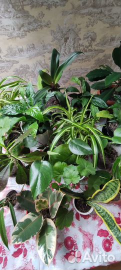 Цветы комнатные