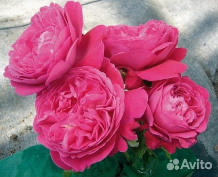 Роза плетистая Салма Эс Сэд саженцы Окс