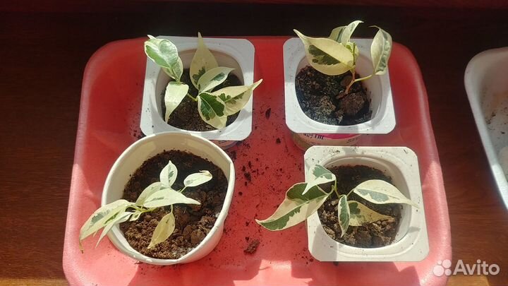 Фикус бенджамина старлайт