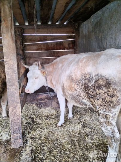 Корова высокоудойная