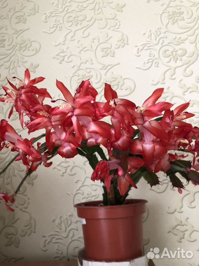 Комнатный цветок шлюмбергера