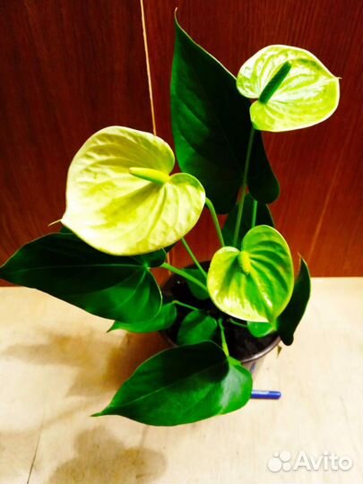 Антуриумы. Альбом1