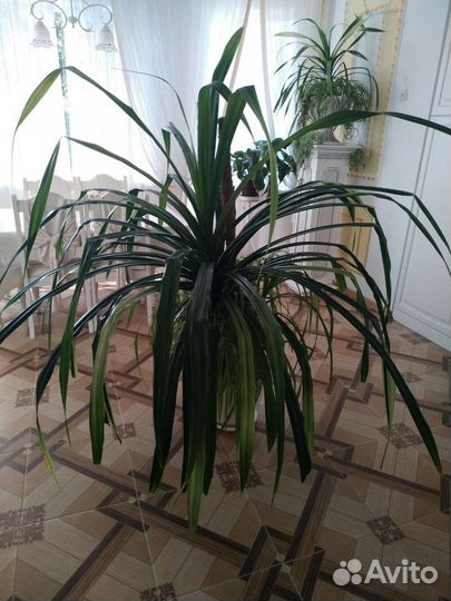 Комнатное растение Панданус