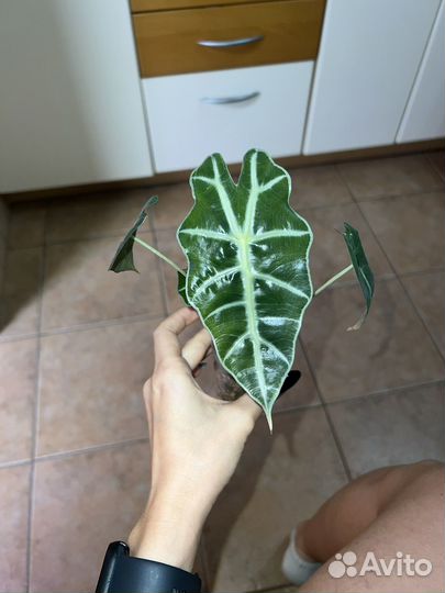 Алоказия Polly (полли)