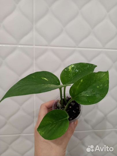 Филодендрон монстера каладиум