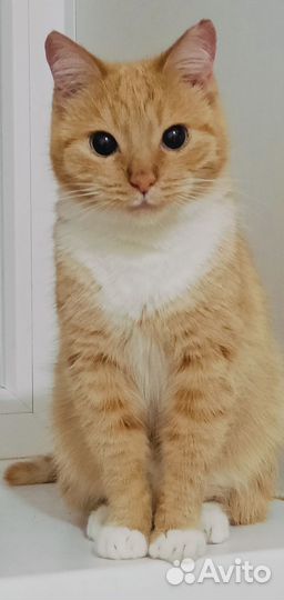 Рыжая кошка в дар