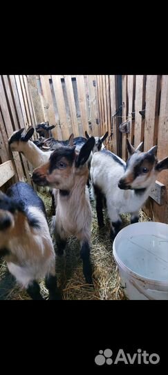 Козлята