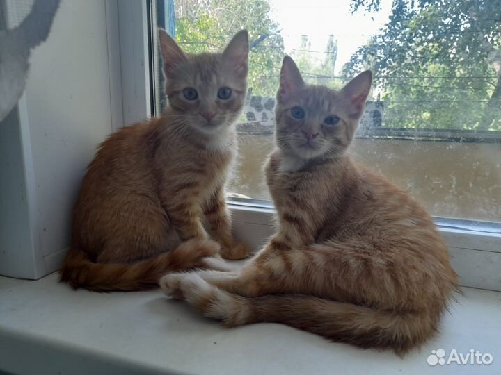 Котики-мальчики