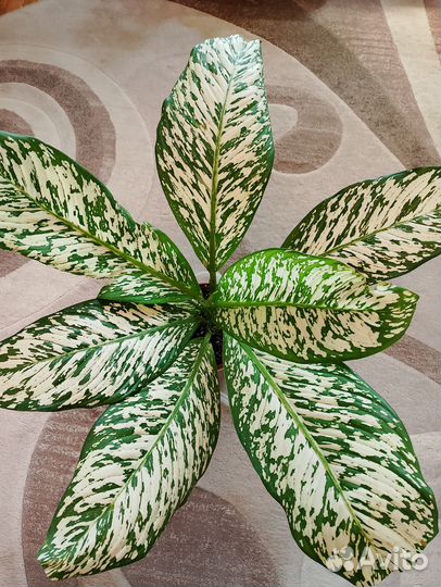 Диффенбахии