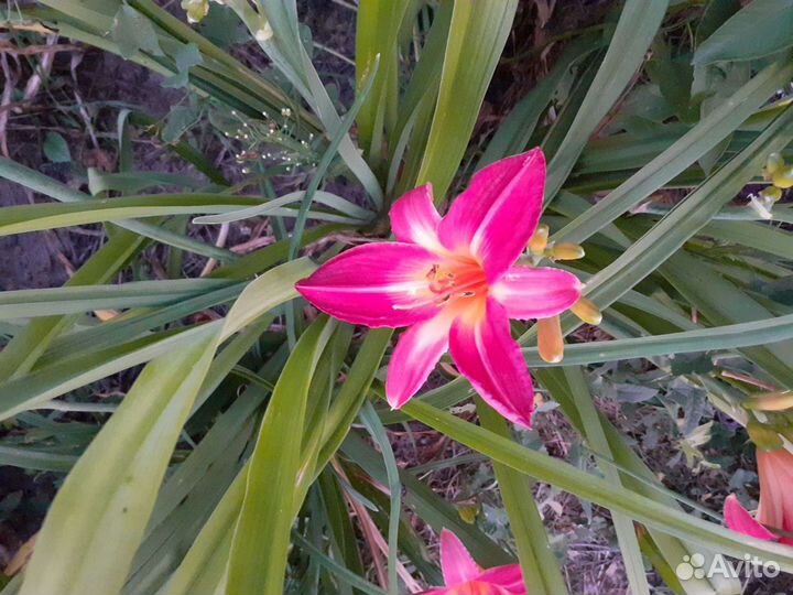 Лилейники сортовые