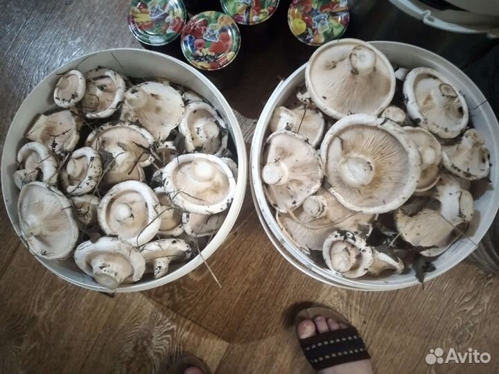 Лесные грибочки,грузди,лисички,белые,подосиновики
