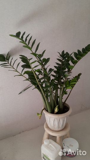 Замиокулькас