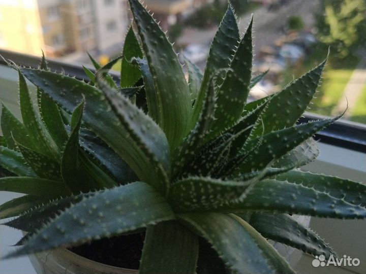 Алоэ остистое