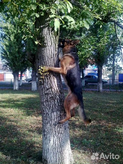 Дрессировка собак