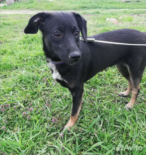 Девочка в добрые ручки