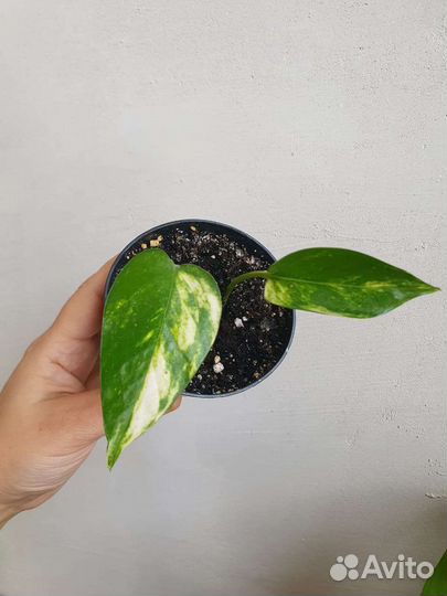 Комнатные растения цветы