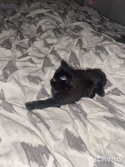 Продам котят