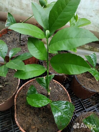 Лимонное дерево