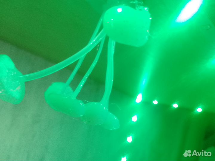 Грибы с липучкой