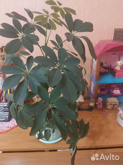 Комнатные растения