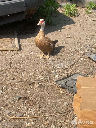 Куры гуси утки