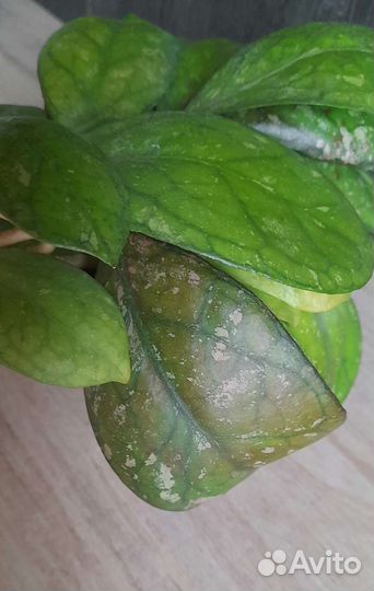 Хойя Лариса