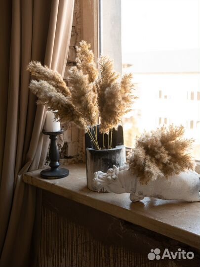 Сухоцветы для декора Камыш тростник Пампасная трав