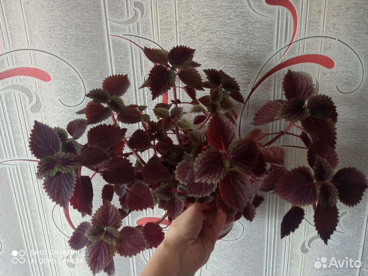 Комнатные цветы сингониум, колеус, крассула