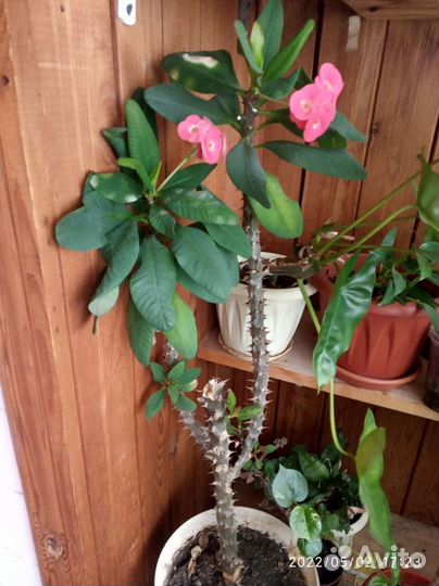 Молочай Миля крупноцветковый