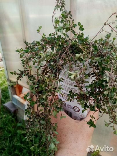 Флокс шиловидный, тимьян лимоннопахнущий