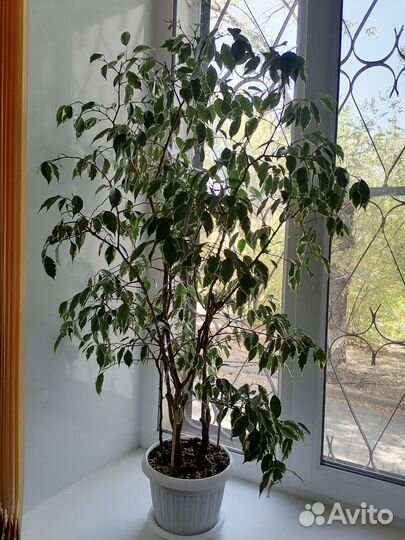 Фикус бенджамина пестролистный