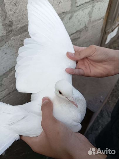 Бакинские голуби