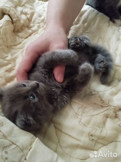 Домашние животные котята