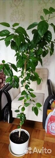 Большой комнатный цветок