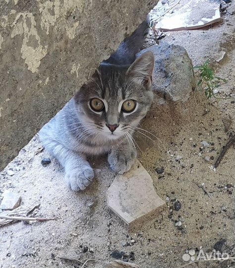 Кошка в дар