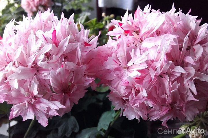 Пеларгония герань розебудная сортовая