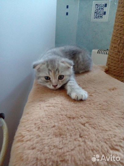 Шотландская кошечка